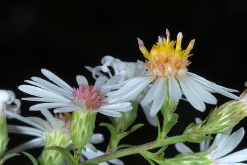Small White Aster (Symphyotrichum racemosum)