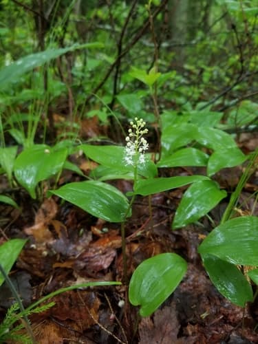 Canadian May-lily (Maianthemum canadense)