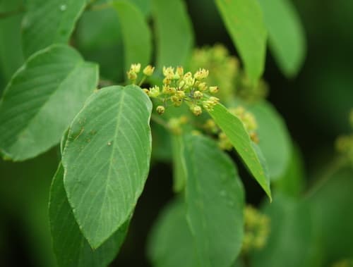 Rattan Vine (Berchemia scandens)