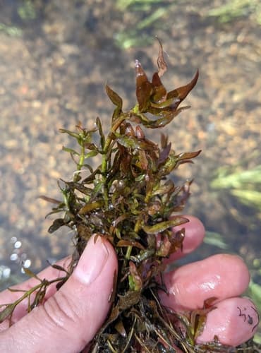 Hampshire-purslane (Ludwigia palustris)