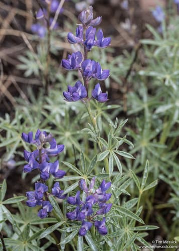 Silvery lupine (Lupinus argenteus)