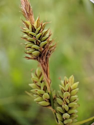 Club Sedge (Carex buxbaumii)