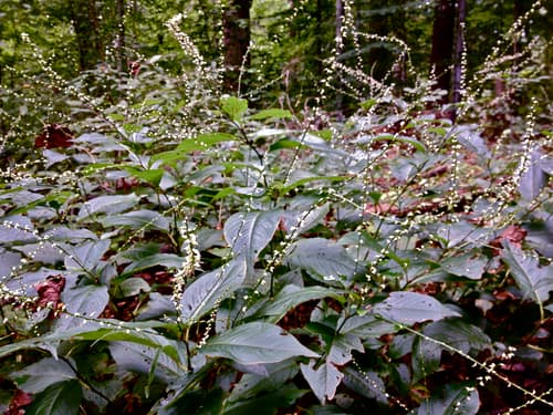 Jumpseed (Tovara virginiana)