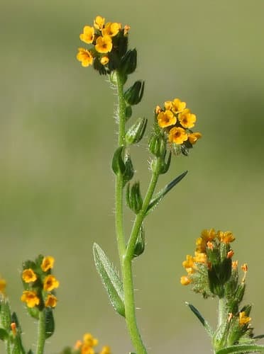 Common Fiddleneck (Amsinckia menziesii)