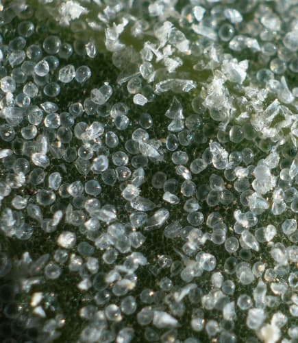 Saltbush (Atriplex argentea)