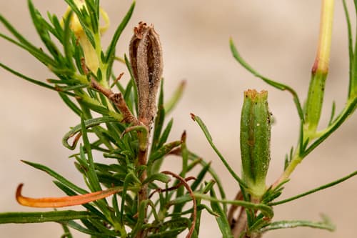 Western Primrose (Oenothera hartwegii)
