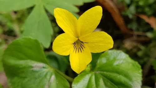 Stream Violet (Viola glabella)