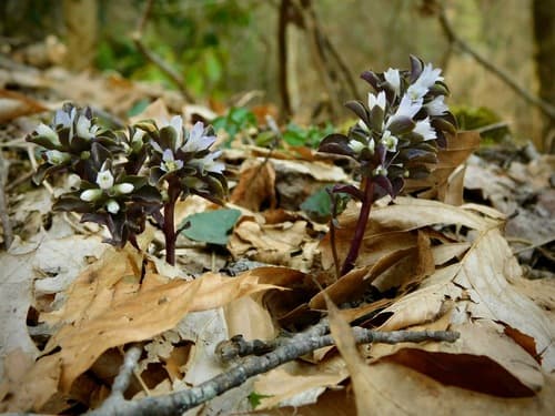 Pennywort (Obolaria virginica)