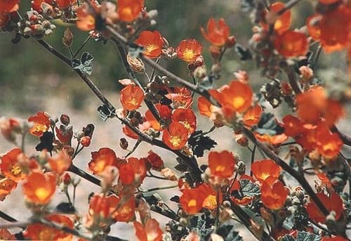 Munro's globemallow (Sphaeralcea munroana)