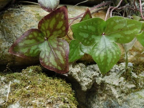 Sharp-Lobed Hepatica (Hepatica acutiloba)