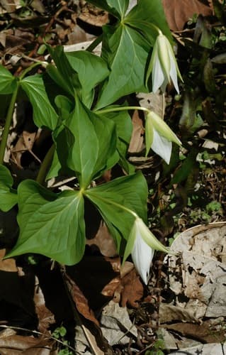 Nodding Wakerobin (Trillium flexipes)
