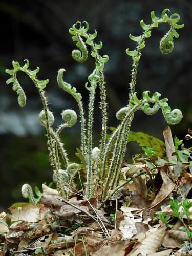 Christmas Fern (Polystichum acrostichoides)