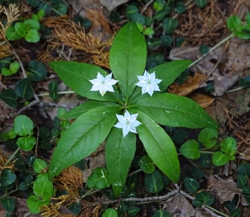 Northern Starflower (Trientalis borealis)