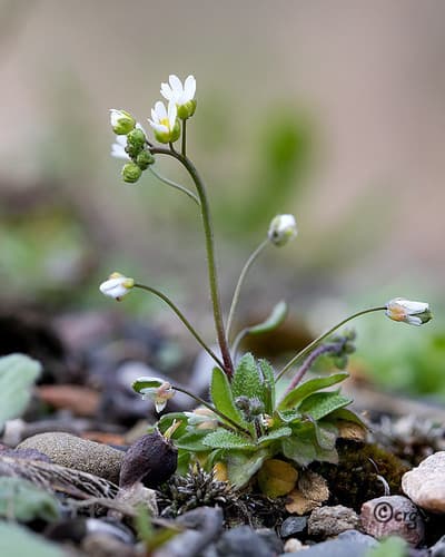Common Draba (Draba verna)