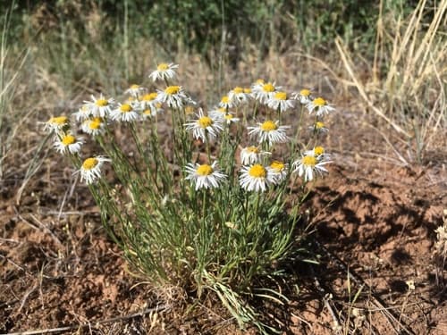 Engelmann'S Daisy (Erigeron engelmannii)