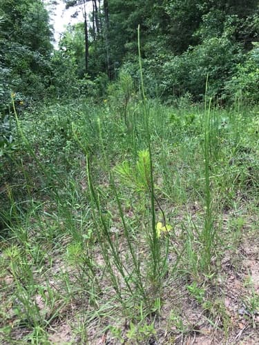 Sharp Blazing Star (Liatris acidota)