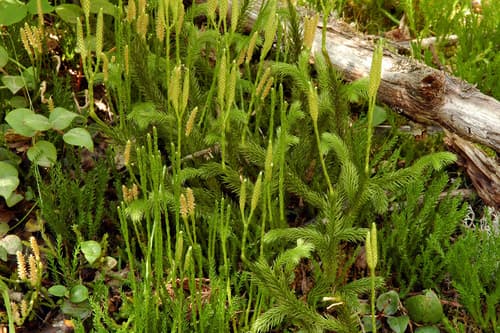 Ground-pine (Lycopodium clavatum)