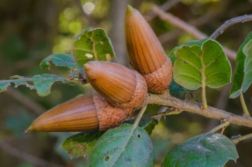 California Live Oak (Quercus agrifolia)