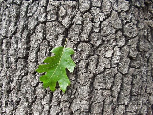 California Black Oak (Quercus kelloggii)