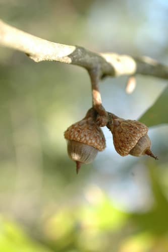 Catesby's oak (Quercus laevis)