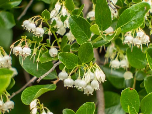 Farkleberry (Vaccinium arboreum)