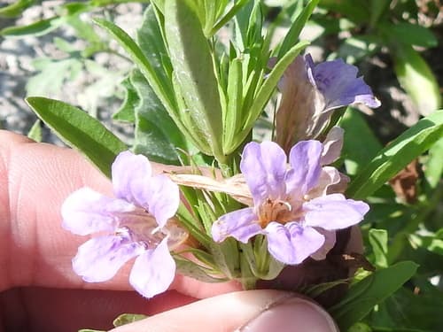 Snakeherb (Dyschoriste linearis)