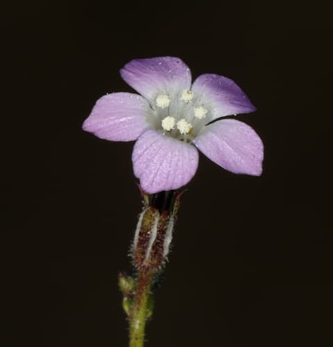Rosy Gilia (Gilia sinuata)