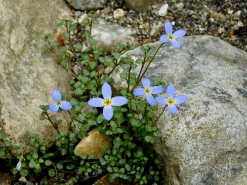 Thymeleaf Bluet (Houstonia serpyllifolia)