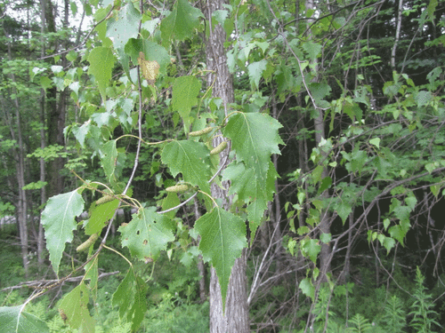 White Birch (Betula populifolia)