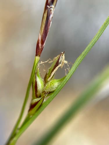 Ross Sedge (Carex rossii)