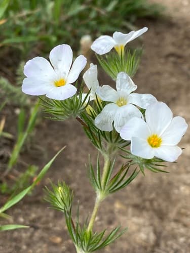 Largeflower linanthus (Leptosiphon grandiflorus)