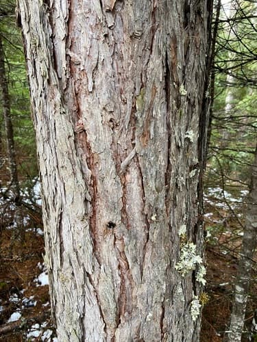 Western larch (Larix occidentalis)