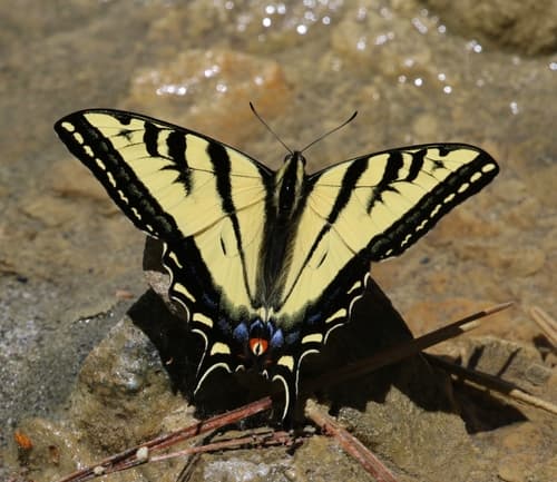 Western Tiger Swallowtail (Papilio rutulus)