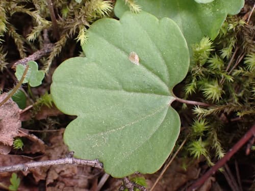 Palmate Toothwort (Cardamine nuttallii)