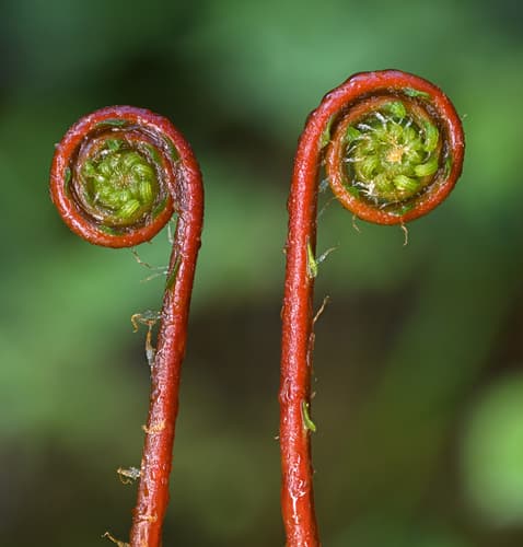 Deer fern (Blechnum spicant)
