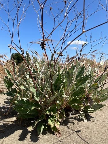 Naked Buckwheat (Eriogonum nudum)
