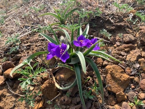 Tharp's Spiderwort (Tradescantia tharpii)