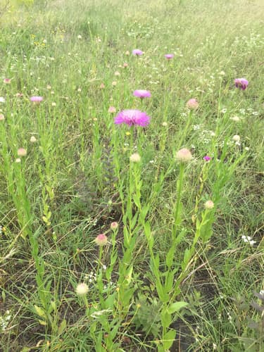 American Basketflower (Plectocephalus americanus)