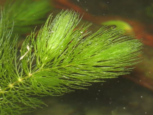 Coontail (Ceratophyllum demersum)
