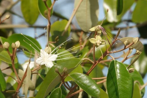 Jamaican caper (Quadrella jamaicensis)