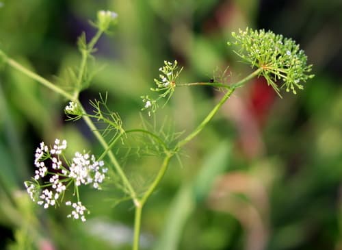 Herbwilliam (Ptilimnium capillaceum)
