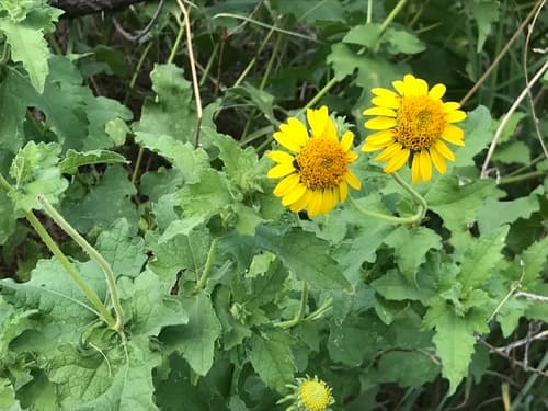 Bush Sunflower (Simsia calva)
