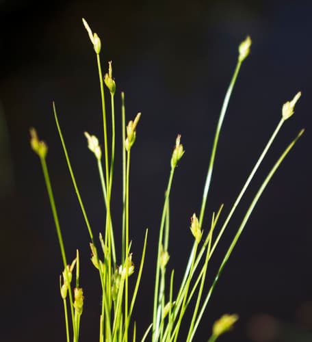 Bristly-Stalk Sedge (Carex leptalea)