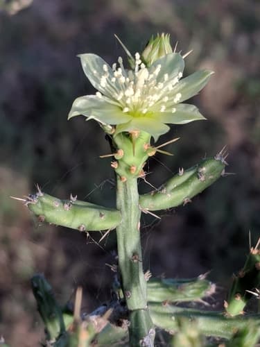 Christmas Cactus (Cylindropuntia leptocaulis)