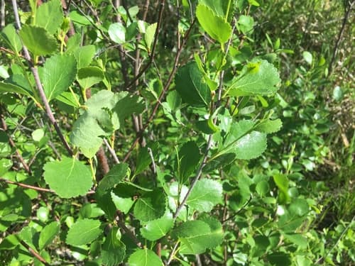 American dwarf birch (Betula pumila)