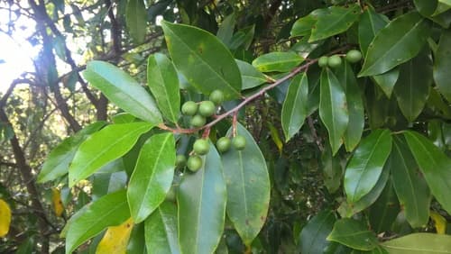Cherry Laurel (Prunus caroliniana)