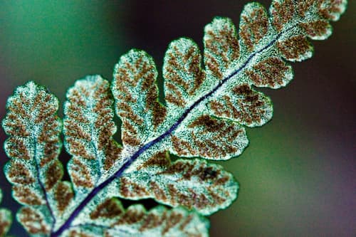 Goldback fern (Pentagramma triangularis)