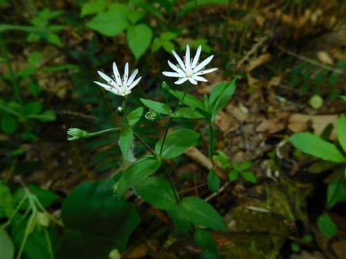Star Chickweed (Stellaria pubera)