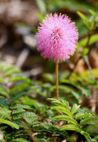 Powderpuff (Mimosa strigillosa)