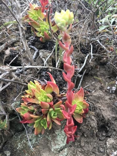 Powdery liveforever (Dudleya farinosa)